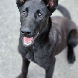 Jett Mason - Belgian Malinois puppy from Forever Family K9