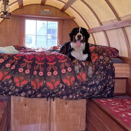 Bernese Mountain Dog All Grown Up from Black Forest Bernese