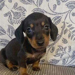 Girl 2 - Black and tan female Dachshund puppy in Elizabethtown, Kentucky from Lavender and Willow Dachshunds