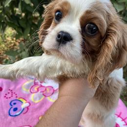 Cavalier King Charles Spaniel Puppies from Purple Moon Cavaliers
