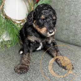Clark Bar - Phantom male Poodle puppy in Murrieta, California from Apricot Poodles & Goldendoodles, LLC