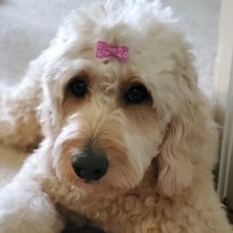 Maddie - Goldendoodle