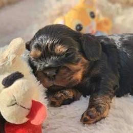 Kazoo - Black and tan male Cavalier King Charles Spaniel puppy in Winthrop, New York from McMahon's Cavalier King Charles Spaniels