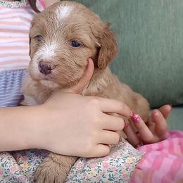 Madison - Red female Bernedoodle puppy in Woodland, Georgia from Bethel Doodle Ranch