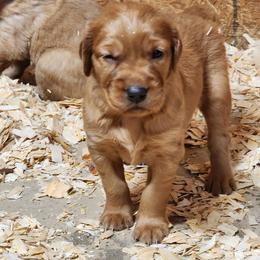 Boy Number 3 - Golden male Golden Retriever puppy in Ada, Oklahoma from OK GunDogs