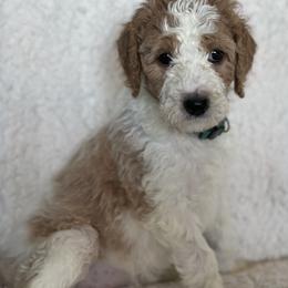 Goldendoodle Puppies from AZ/CO Designer Goldendoodles