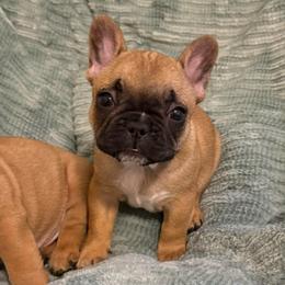 Buttercup - Fawn and white female French Bulldog puppy in Madison, Wisconsin from MadCity Frenchies
