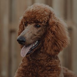 Theo - Poodle