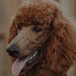 Theo - Poodle