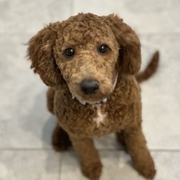 Daisy - Poodle