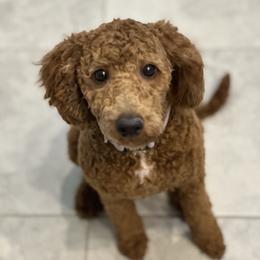 Daisy - Poodle
