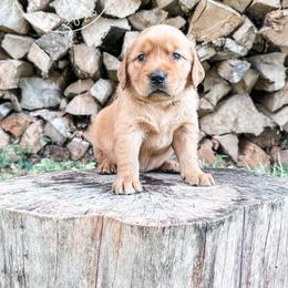 Willie - yellow - Dark golden male Golden Retriever puppy in Greeneville, Tennessee from Cultivate Farm