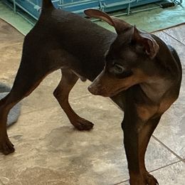 Miniature Pinscher puppies from FreeSpirit Miniature Pinschers