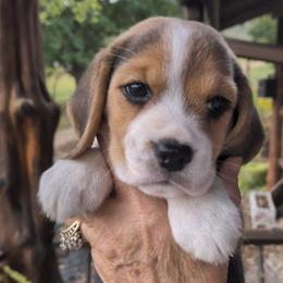 Tillie May - Black tan and white female Beagle puppy in Jerome, Missouri from Beam's Beagles