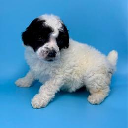 Tater - Parti female Poodle puppy in Greeneville, Tennessee from Smokey Mountain Sheepadoodles
