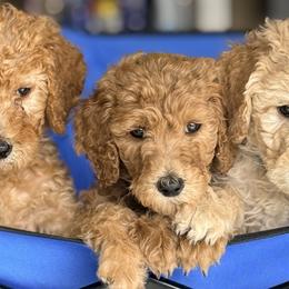 Poodles from Regal Crest Poodles