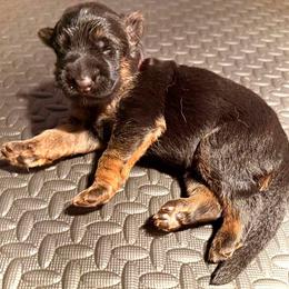 SADE - Black and red female German Shepherd puppy in Yorkville, Illinois from Vom Archbold Haus World Class German Shepherds