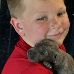Blue girl 1 - female Long Haired Weimaraner puppy in Lancaster, Kentucky from Heavy Hollow Farm