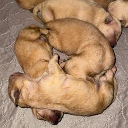 Boy 2 - Golden male Golden Retriever puppy in Albany, Georgia from Sassafras Goldens