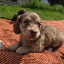 Violet - Cream female Dachshund puppy in Yacolt, Washington from Cassiopeia Doxies