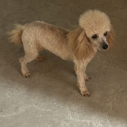 Linus - Poodle