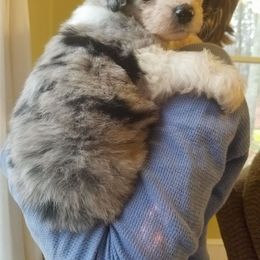 Aussiedoodle Puppies from My Classy Doodles