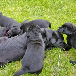 Labrador Retriever Puppies from Freedom Labradors