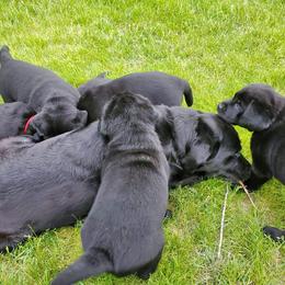 Labrador Retriever Puppies from Freedom Labradors