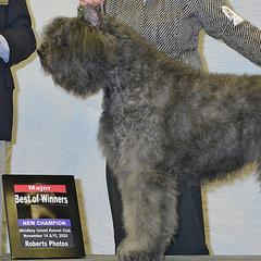 Katana - Bouvier des Flandres