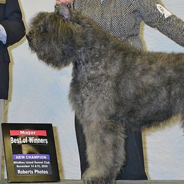 Katana - Bouvier des Flandres