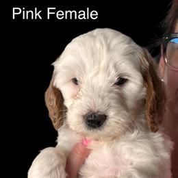 Goldendoodle Puppies from Luccisgoldendoodles
