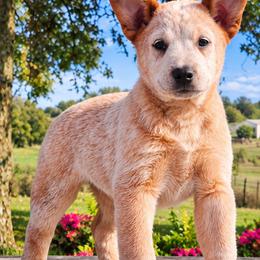 Jack - Red mottled male Australian Cattle Dog puppy in Chillicothe, Missouri from TLC Cattle dogs