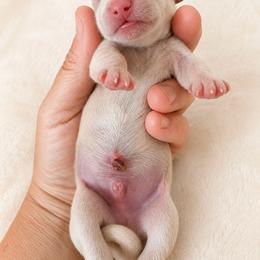 Simon - Cream male Dachshund puppy in Sebring, Florida from Mini Weenies