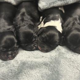 Pink - Black and white female Cocker Spaniel puppy in Hayward, California from Villa Coco