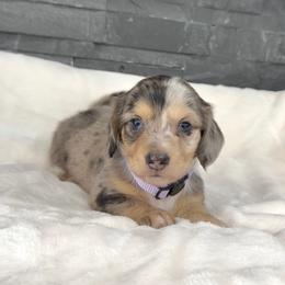 Dixie - Dapple female Dachshund puppy in Goodyear, Arizona from AZ Royal Doxies llc