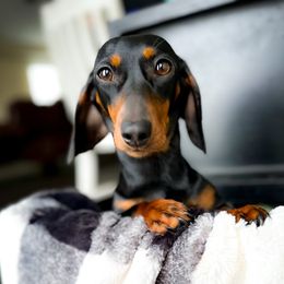 Penny - Dachshund