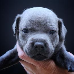 Sherbet - Blue female Staffordshire Bull Terrier puppy in Dallas, Texas from Wild Blue Staffords