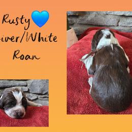 Rusty - Liver white and roan male English Springer Spaniel puppy in Freeland, Michigan from McNally's Springer Spaniels