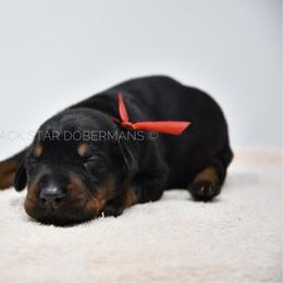 Male 1 black and rust - Black and rust male Doberman Pinscher puppy in Spokane Valley, Washington from Black Star Dobermans