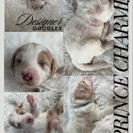 Aussiedoodle, Goldendoodle, and Poodle Puppies from Designer Doodles