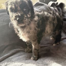 Aussiedoodle Puppies from Vali Girl Aussiedoodles