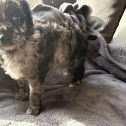 Aussiedoodle Puppies from Vali Girl Aussiedoodles