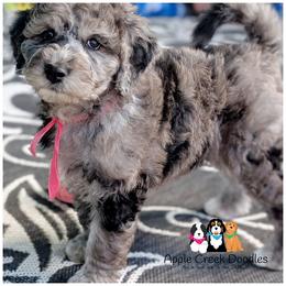 SADIE - F1b - Loves giving kisses-Ofa-Genetics-2 year warranty-microchip - Merle female Goldendoodle puppy in Jeddo, Michigan from Apple Creek Doodles