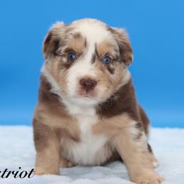 Patriot - Red merle male Miniature Australian Shepherd puppy in Weeki Wachee, Florida from Arlington's Mini Aussies