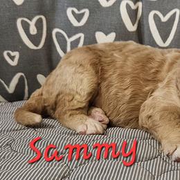 Sammy - Black male Goldendoodle puppy in Kansas City, Missouri from Poppy's Doodles