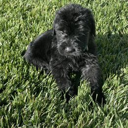Giant Schnauzer Puppies from Schnauzer Ranch