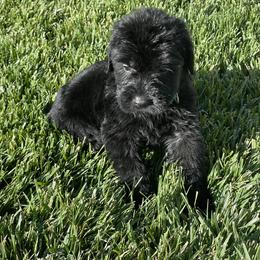 Giant Schnauzer Puppies from Schnauzer Ranch