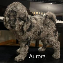 Aurora - female Golden Mountain Doodle puppy in Powell, Wyoming from Doodles of Joy