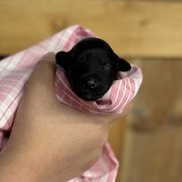 Baby Girl 2 - Black female Portuguese Water Dog puppy in Chatfield, Minnesota from Next Generation