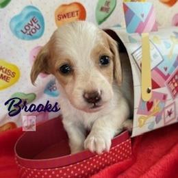 Brooks - Dapple male Dachshund puppy in Waseca, Minnesota from Dragonfly Doxies